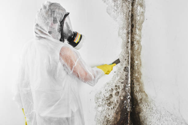 Best Black Mold Remediation in Orida Ridge, FL