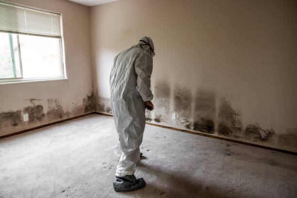 Best Commercial Mold Remediation in Orida Ridge, FL