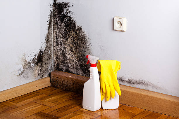Best Industrial Mold Remediation in Orida Ridge, FL
